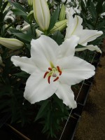 [5290 Avventura No01.JPG]